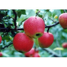 2015 Fresh Qinguan Apple with High Quality